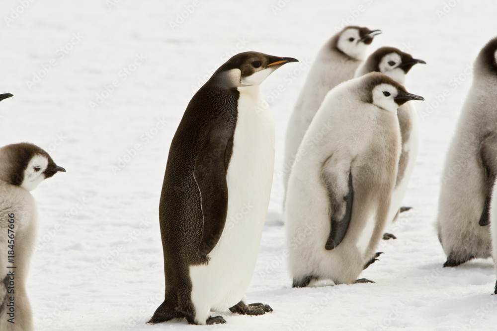 Naklejka premium Almost adult Chicks the Emperor penguin(aptenodytes forsteri) colony on the ice of Davis sea