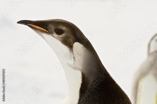 Almost adult Chicks the Emperor penguin aptenodytes forsteri  colony on the ice of Davis sea