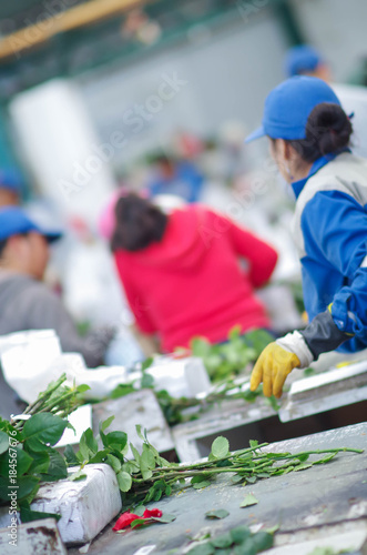 Unidentified people working inside of a flower factory on bunch of blossoming beautiful roses bouquets, empaqued and classifying the quality