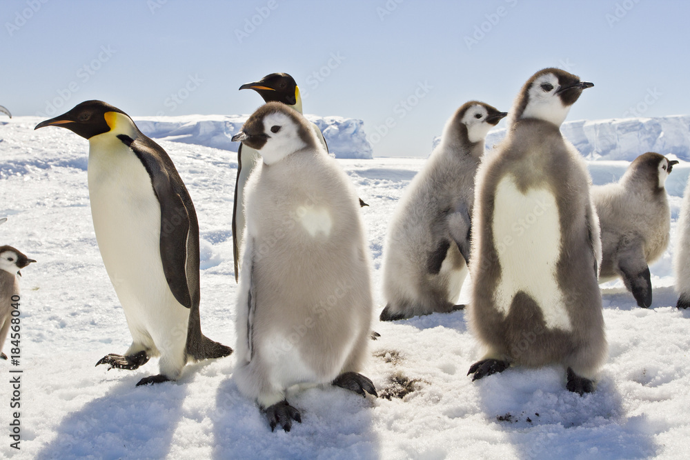 Obraz premium Almost adult Chicks the Emperor penguin(aptenodytes forsteri) colony on the ice of Davis sea