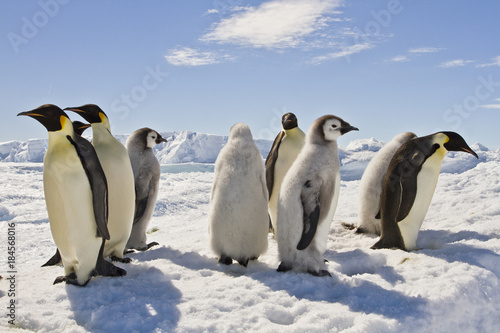 Almost adult Chicks the Emperor penguin aptenodytes forsteri  colony on the ice of Davis sea