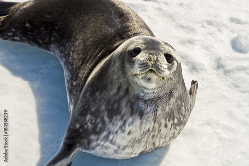 Weddell seal(leptonychotes weddellii)with the baby resting on the ice of Davis sea