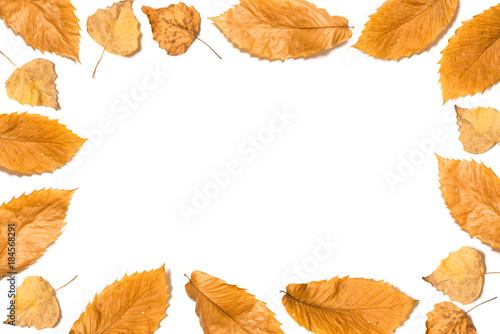 Bright orange chestnut birch tree leaves frame isolated on white background.