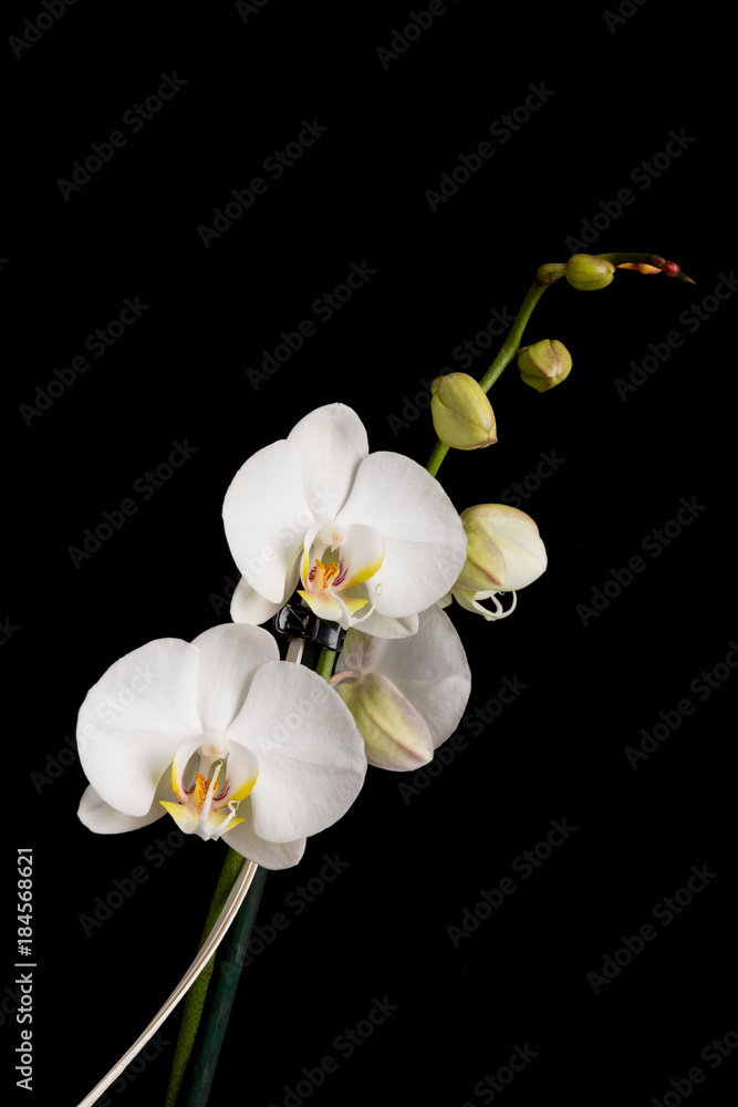 Obraz premium Ornamental flower orchid on a black background.