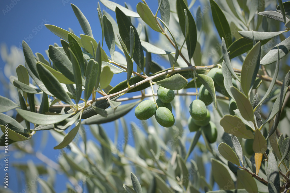 Close up of olives at tree branch, Mediterranean countries Close up of olives at tree branch, Mediterranean countries