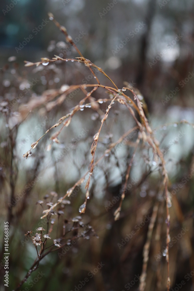 Winter foliage Winter foliage