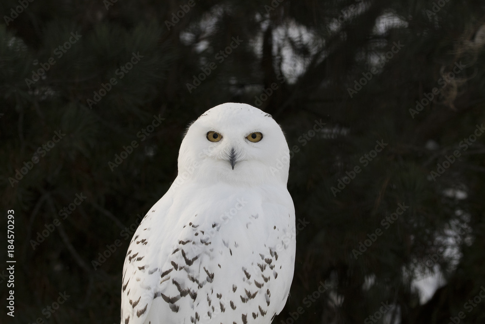 Obraz premium snowy owl,Bubo scandiacus, close up portrait with eye and feather detail plus blurred snow background. winter scotland