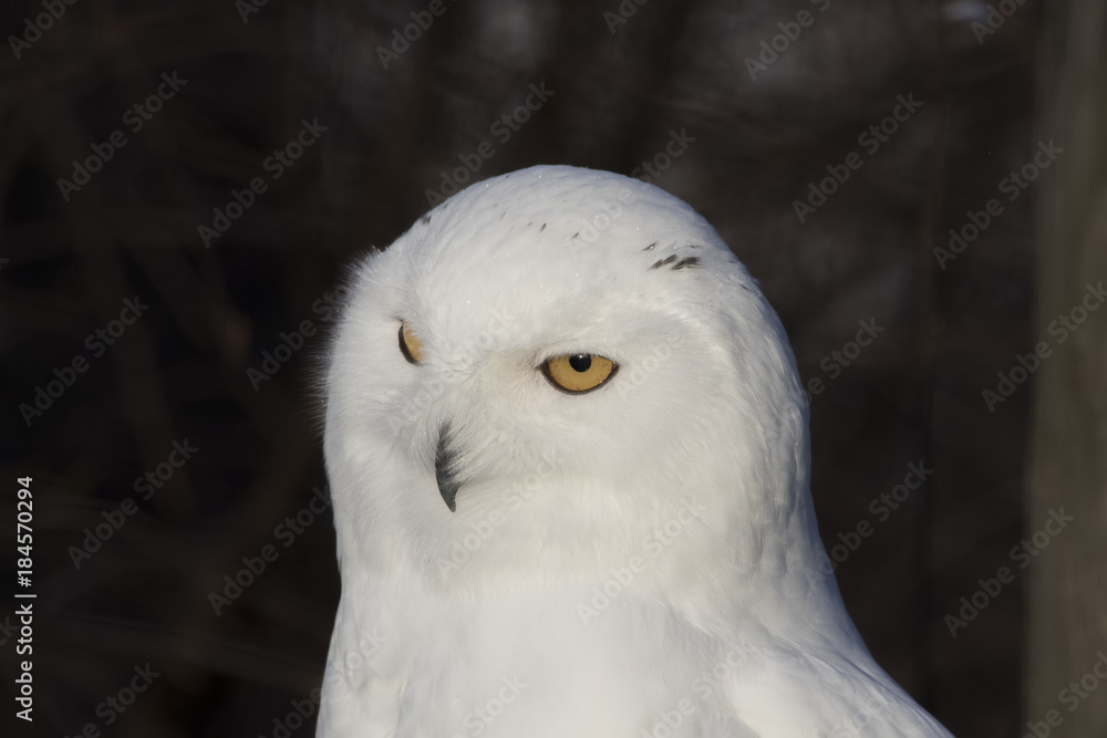 snowy owl,Bubo scandiacus, close up portrait with eye and feather detail plus blurred snow background. winter scotland snowy owl,Bubo scandiacus, close up portrait with eye and feather detail plus blurred snow background. winter scotland