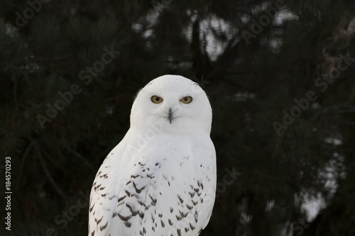 snowy owl,Bubo scandiacus, close up portrait with eye and feather detail plus blurred snow background. winter scotland © Paul