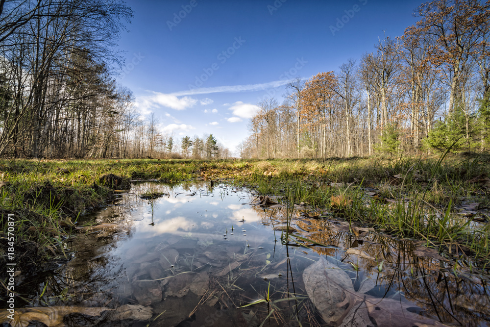 reflejos y bosques reflejos y bosques