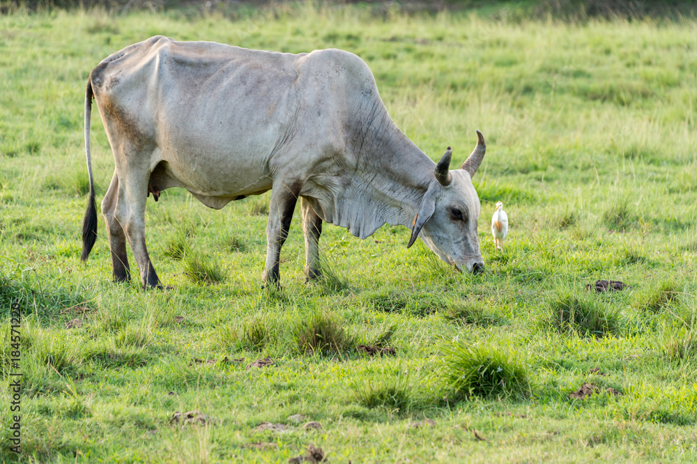 Brahman cow in Martinique, Caribean Brahman cow in Martinique, Caribean