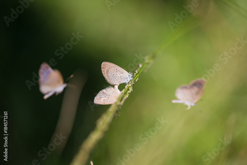 brown butterfly in nature are hybridize, closeup photo photo