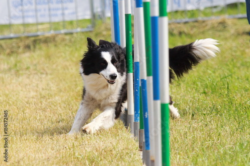 addestramento cane per seguire percorso ad ostacoli photo