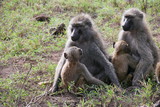 Baboons in Lake Nakuru National Park