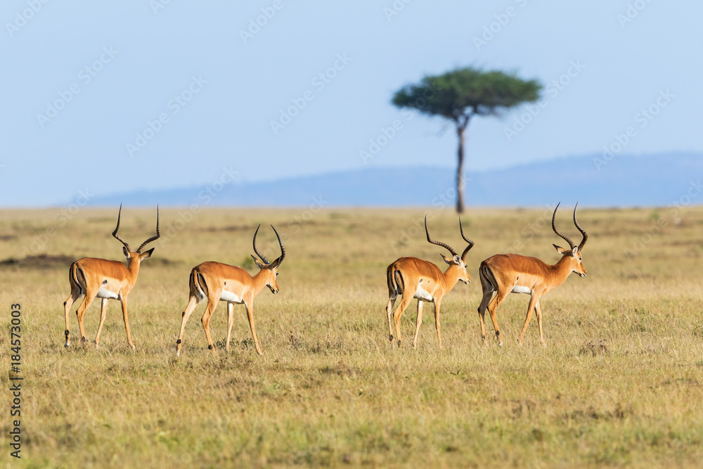 Impala antelope walk in savannah Impala antelope walk in savannah