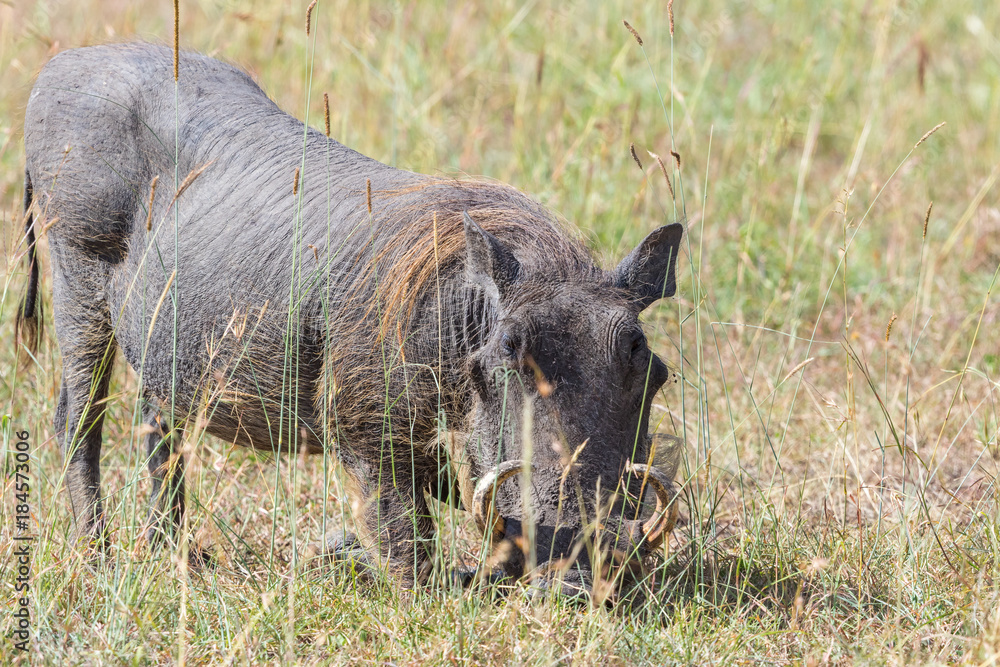 Warthog standing on his knees in the grass and grazing Warthog standing on his knees in the grass and grazing