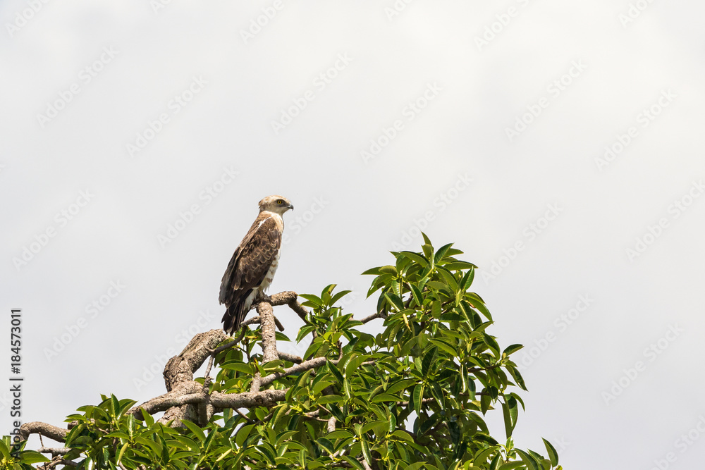 Short-toed snake eagle sits in a tree top