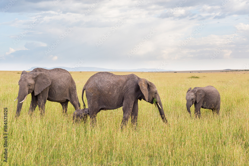 Elephant family with a little calf on the savanna