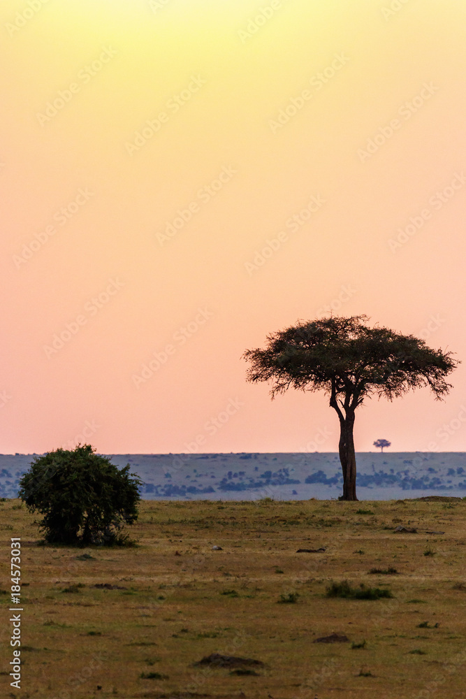 Sunset over Trees on the African savannah Sunset over Trees on the African savannah