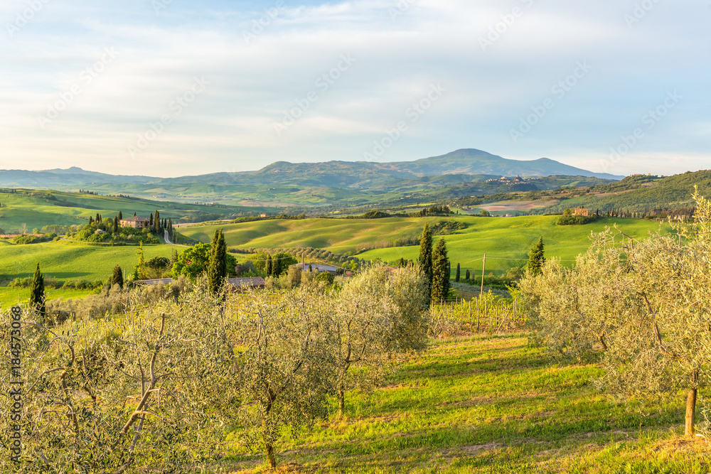 Olive trees in rural landscape