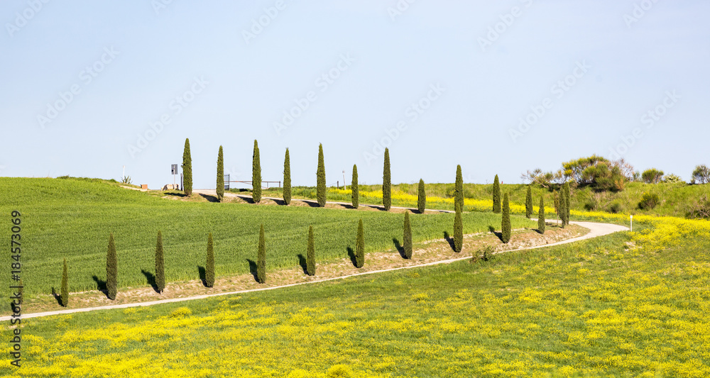Rural road with cypresses in the country