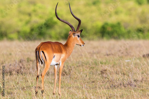 Male Impala antelope with big horns © Lars Johansson