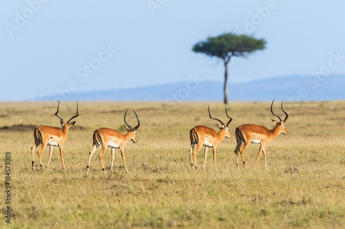 Impala antelope walk in savannah