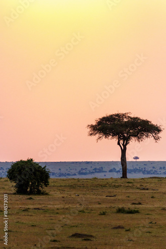 Sunset over Trees on the African savannah