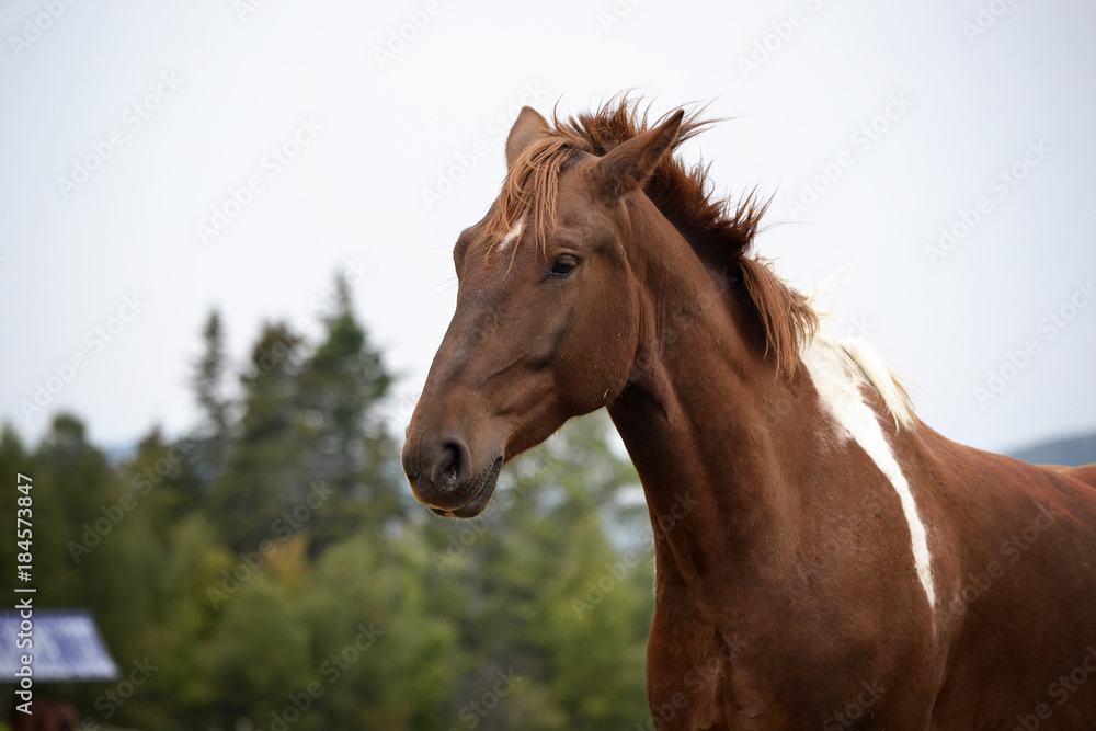 Obraz premium Horse Head Portrait