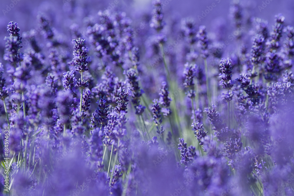 Blooming lavender Blooming lavender