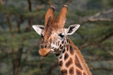 Giraffe in Lake Nakuru National Park