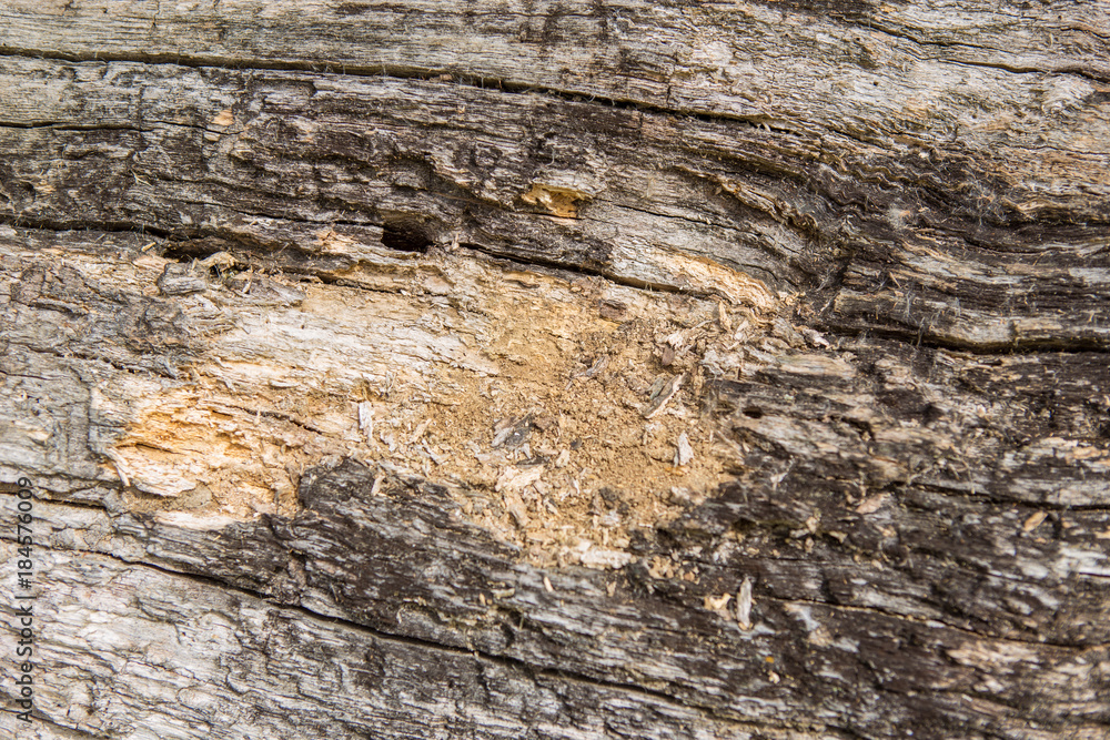 Old wood texture, Natural wood surface, ideal for backgrounds Old wood texture, Natural wood surface, ideal for backgrounds
