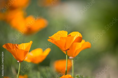 California Poppy