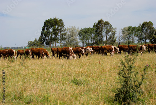 Herd of oows on a field in Argentina