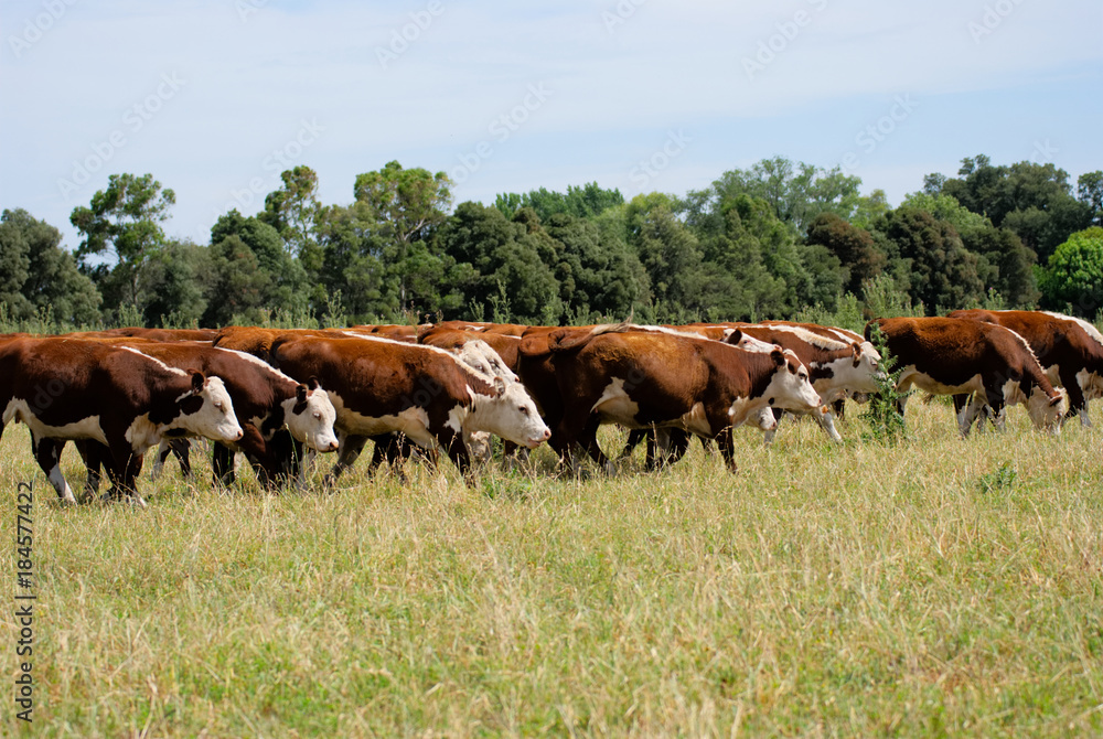 Herd of oows on a field in Argentina