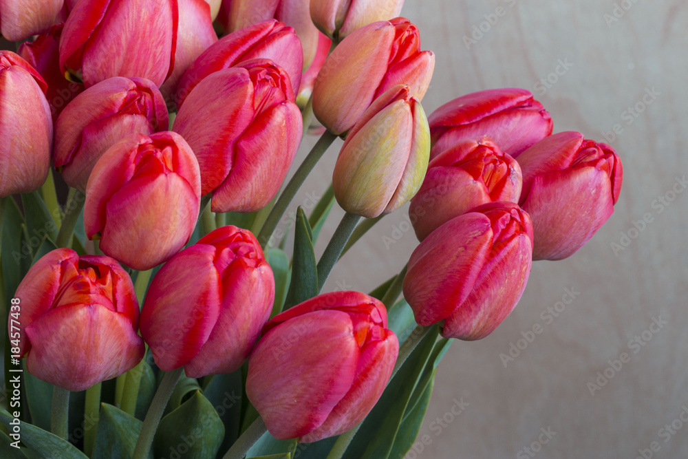 Fototapeta premium beautiful blossoming red tender tulips