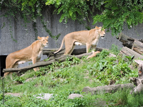 Lions in Copenhagen Zoo © susannemogensen