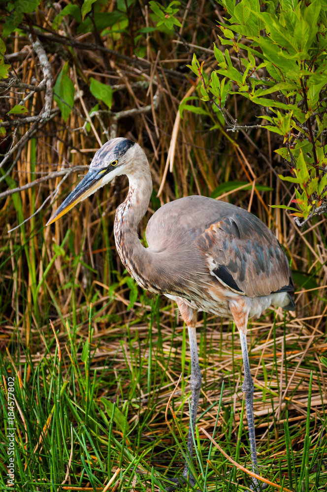 Fototapeta premium Blue heron in Everglades