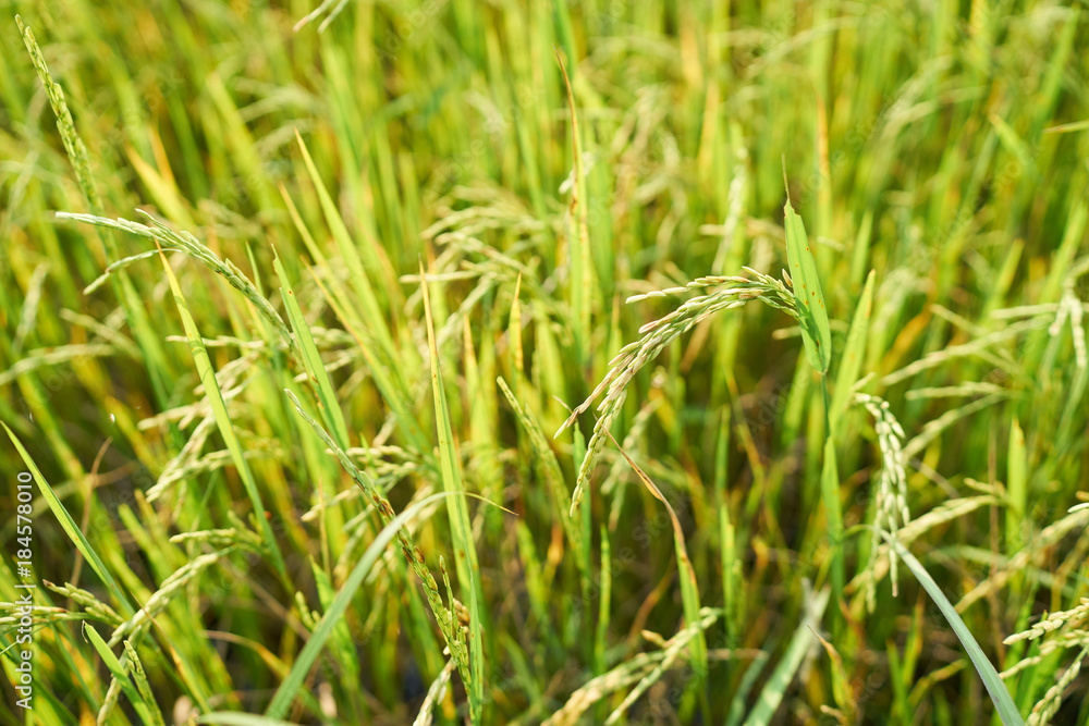 Yellow green rice field, close up Yellow green rice field, close up
