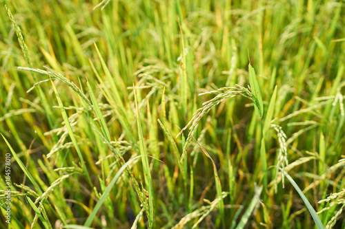 Yellow green rice field, close up