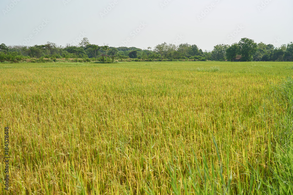 Gold rice field with hut