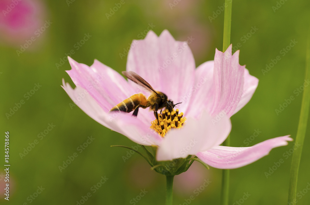 Bee with pink flowers blurred against a green background. Bee with pink flowers blurred against a green background.