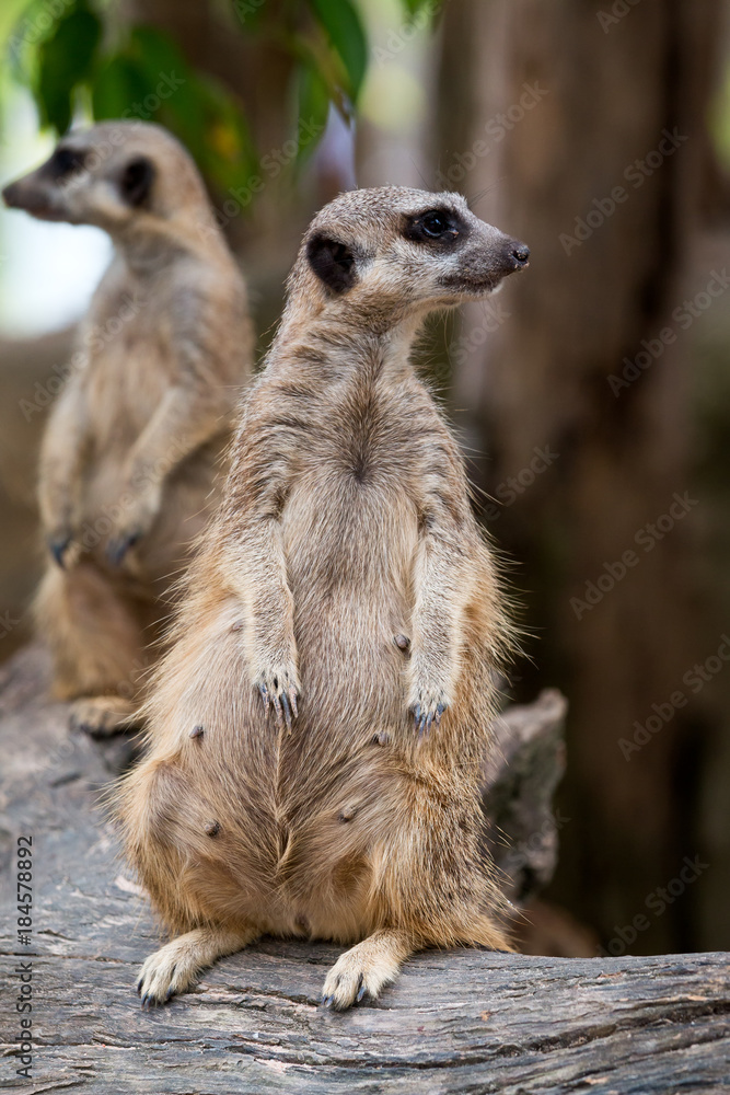 Close up of couple meerkats standing during on guard for family; Suricata suricatta or suricate is a small carnivoran Close up of couple meerkats standing during on guard for family; Suricata suricatta or suricate is a small carnivoran
