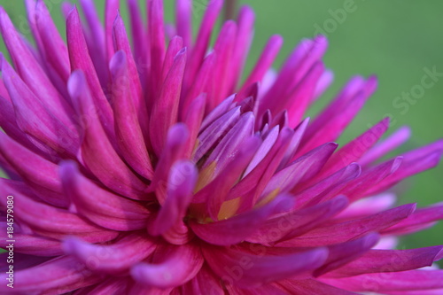 close up flower dahlias