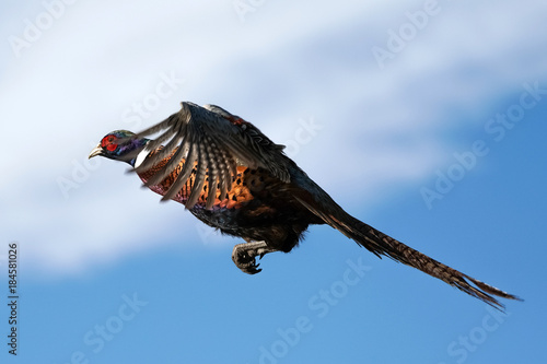 Pheasant Rooster Flying