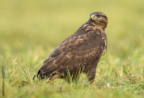 Common buzzard  Buteo buteo 