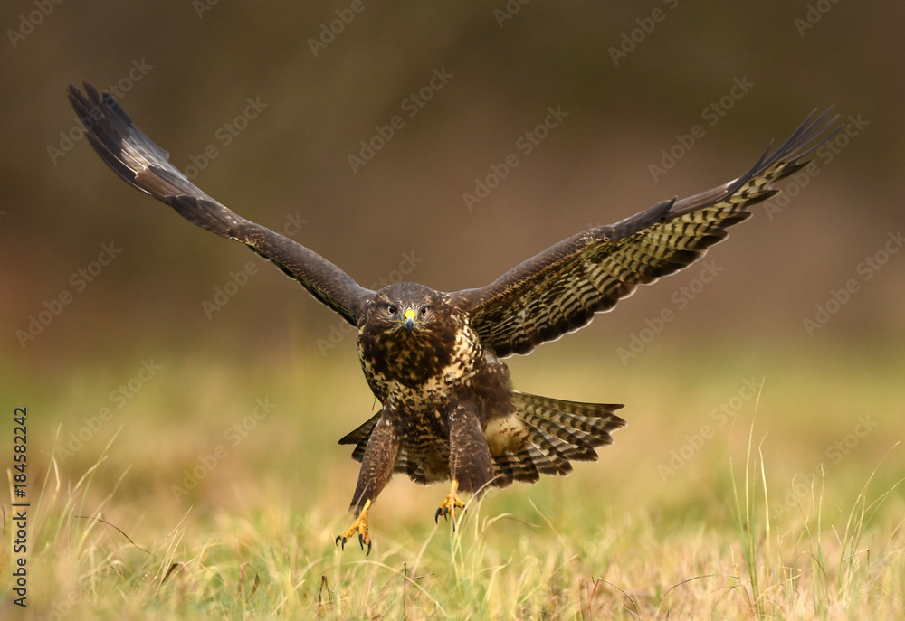Fototapeta premium Common buzzard (Buteo buteo)