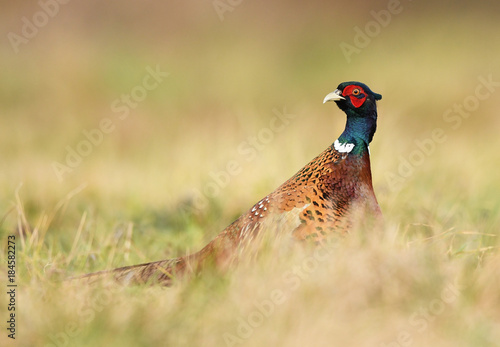 Ringneck Pheasant (Phasianus colchicus)