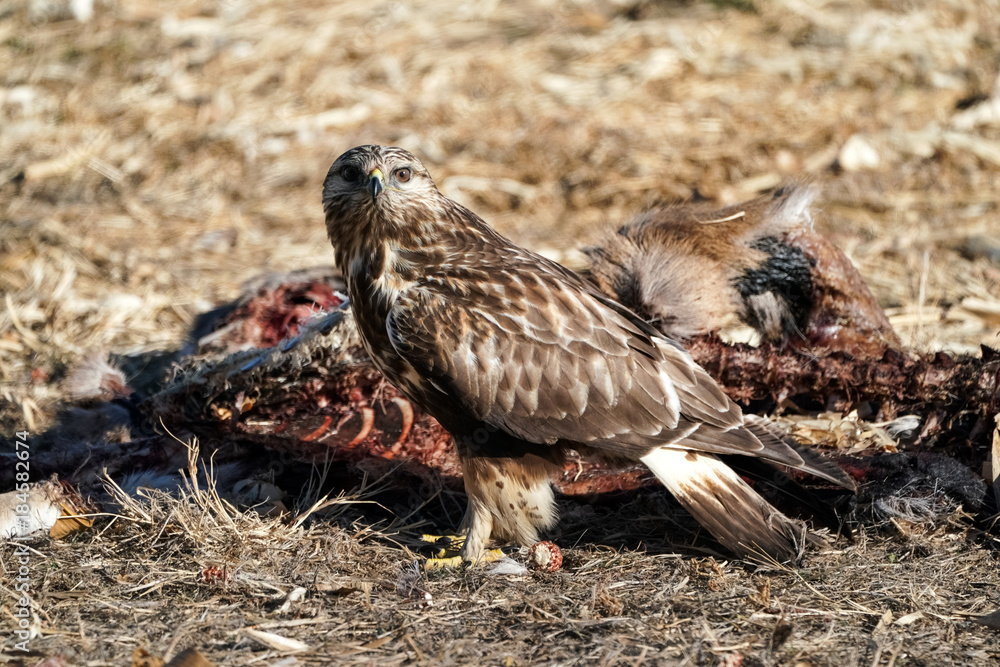 Hawk Eating Deer Hawk Eating Deer