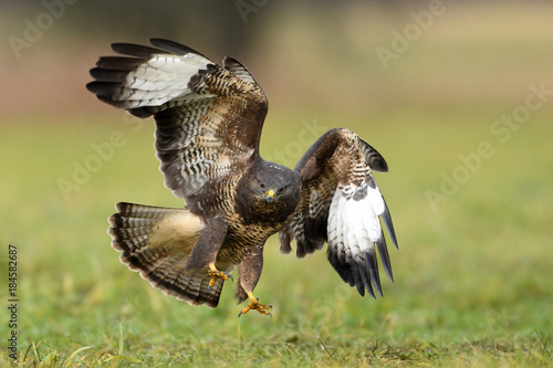 Common buzzard (Buteo buteo)